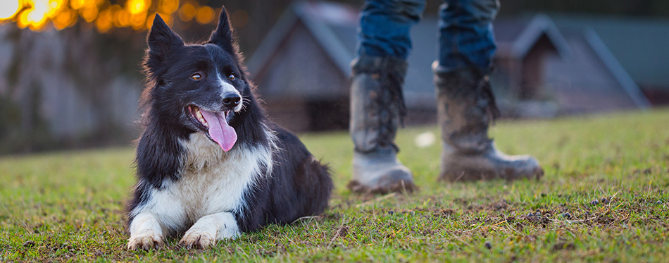 Perfect example of a real partnership - shepherding border collie and his owner behind sheep shed