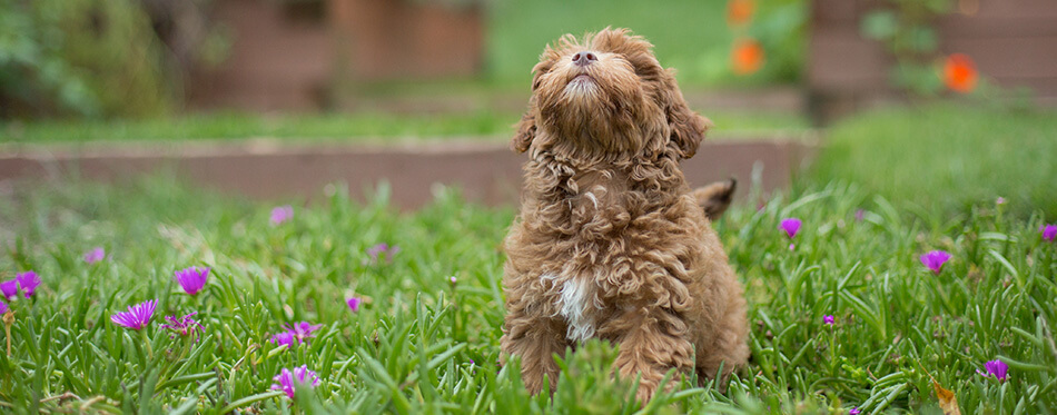 Poodle mix puppy looks up at the sky