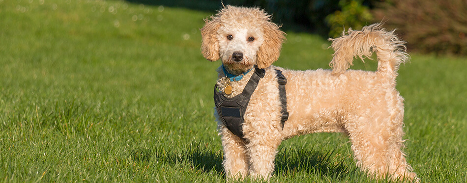 Portrait of poochon puppy wearing black harness standing with tail up on green grass in a park and looking into the camera