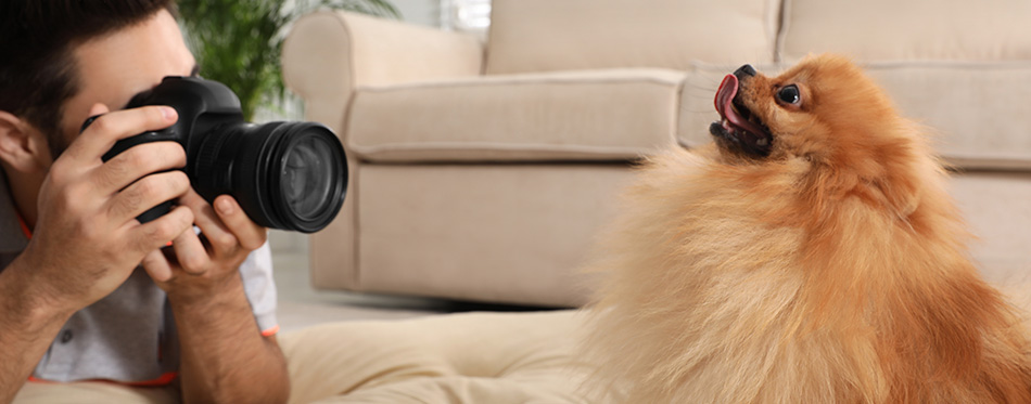 Professional animal photographer taking picture of beautiful Pomeranian spitz dog at home