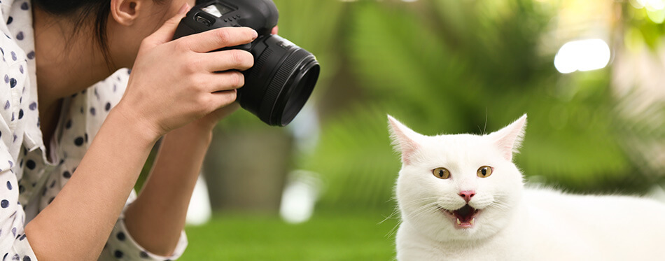 Professional animal photographer taking picture of beautiful white cat outdoors