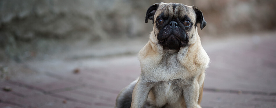 Pug dog sitting on the pavement.