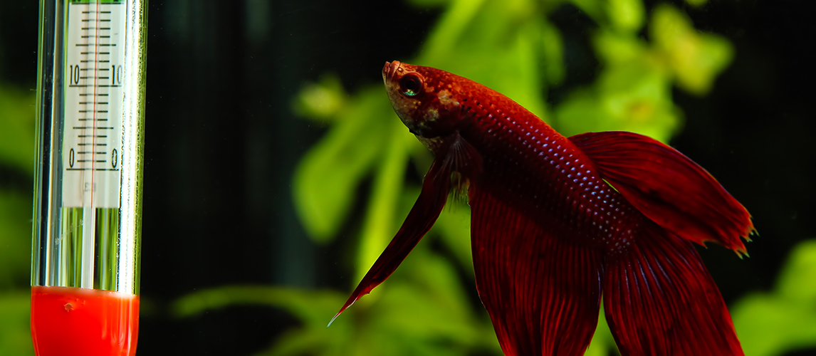 Red betta looking at thermometer in aquarium