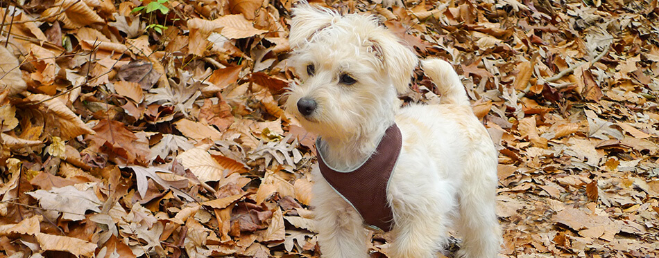 Schnoodle Puppy