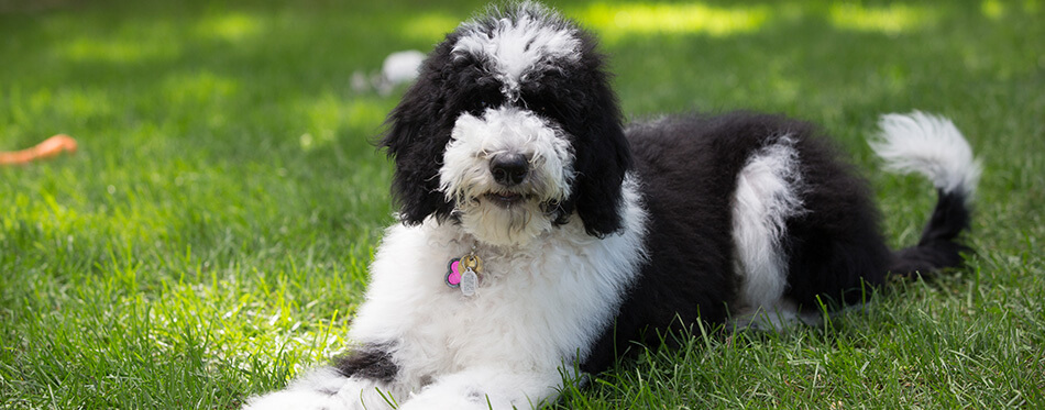 Sheepadoodle dog black and white fluffy