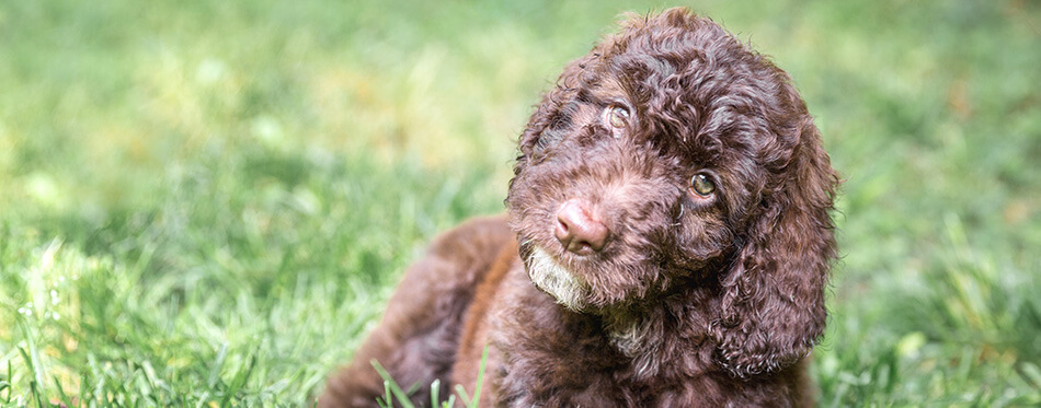 Shepadoodle Puppy Dog