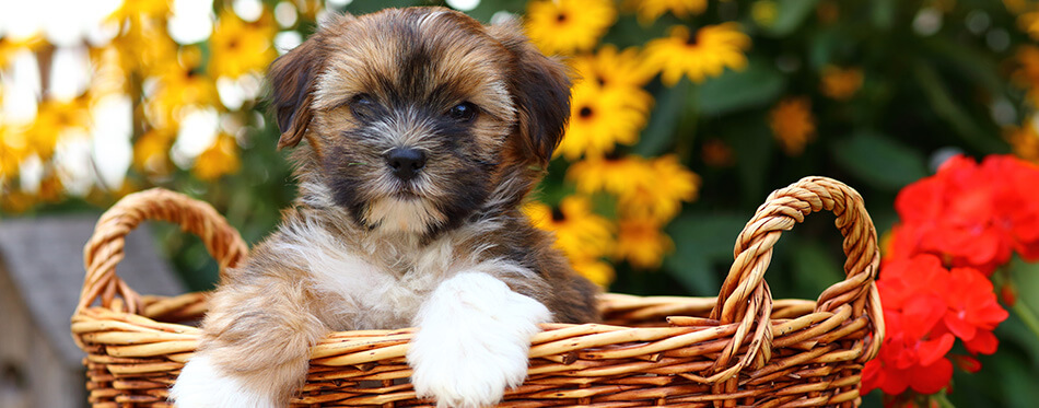 Shih Tzu and Yorkshire Terrier mix (commonly referred to as a Shorkie) puppy sitting in wicker basket in front of flowers.