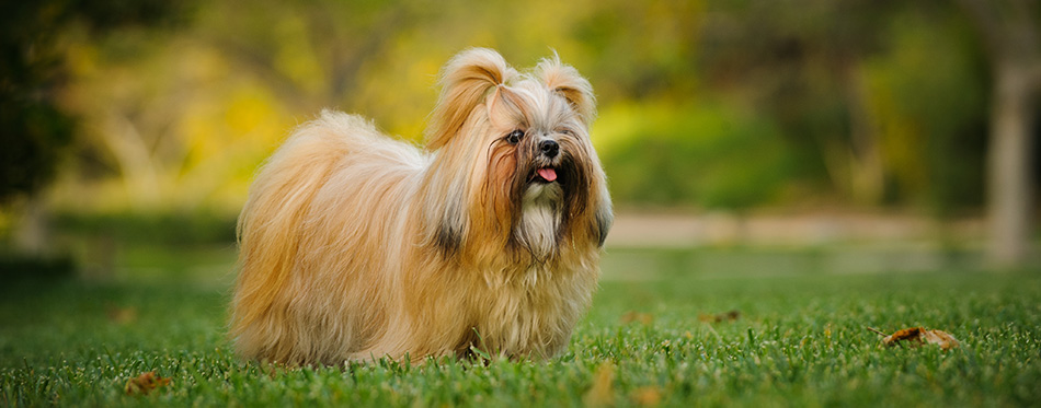 Shih Tzu dog with long groomed hair, outdoor portrait in grass