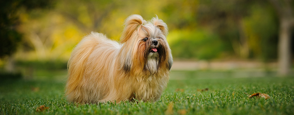 Shih Tzu dog with long groomed hair, outdoor portrait in grass