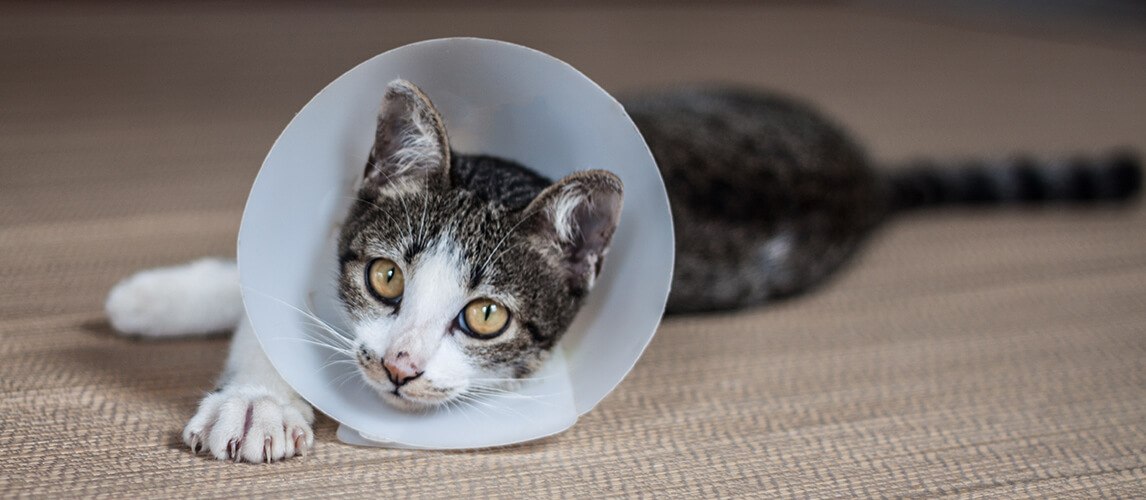 Siamese cat in a cone lie leisurely on a mat