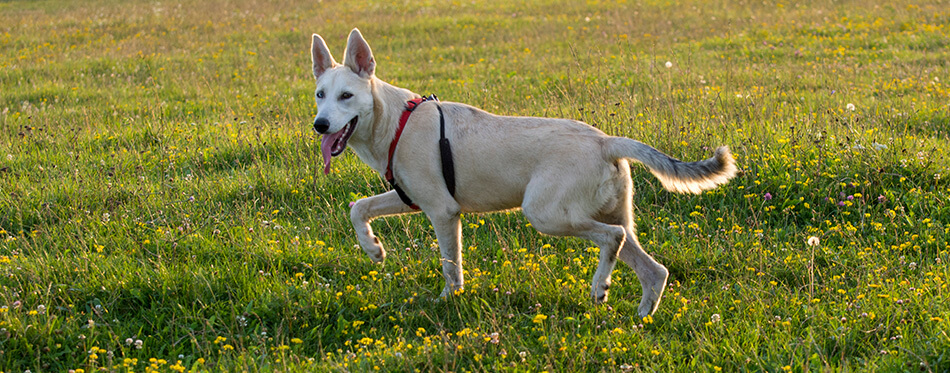 Sunset outdoor time with the dogs , gerberian shepskys