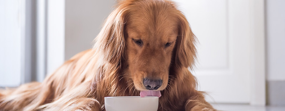 The Golden Retriever eating