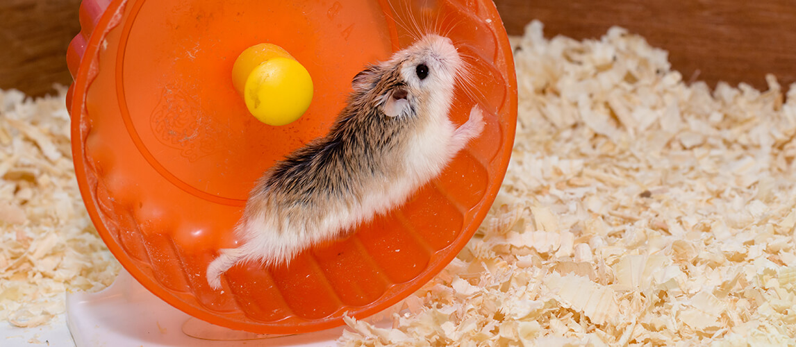 The photographer wanted to convey the life of a hamster