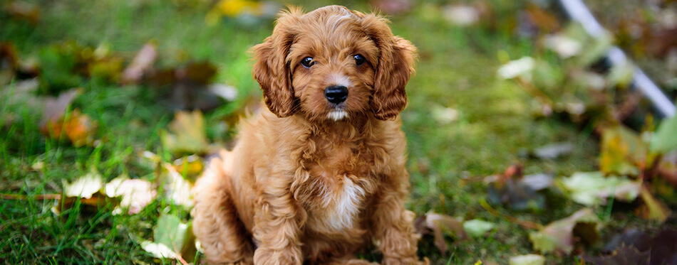 This is a mixed -breed puppy of Cavalier King Charles Spaniel and Poodle, also known as a Cavapoo, playing in the backyard.