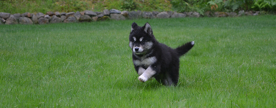 Very sweet alusky puppy playing and bounding through the grass.