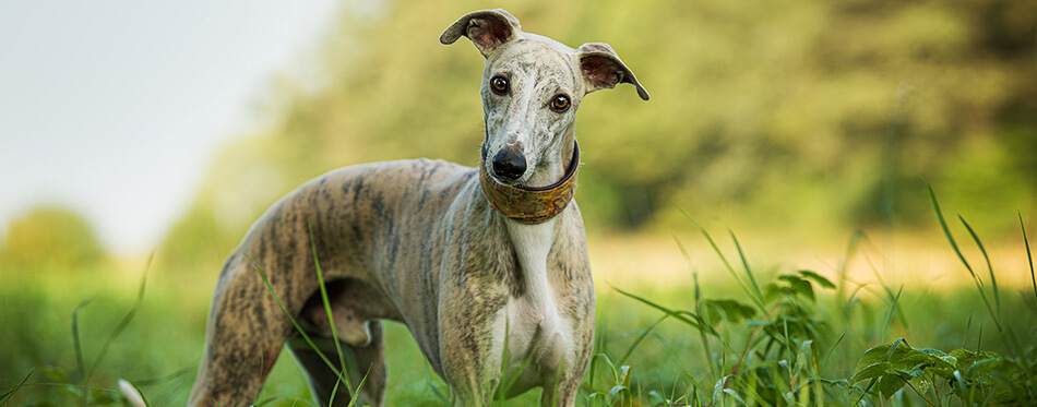 Whippet dog in a meadow