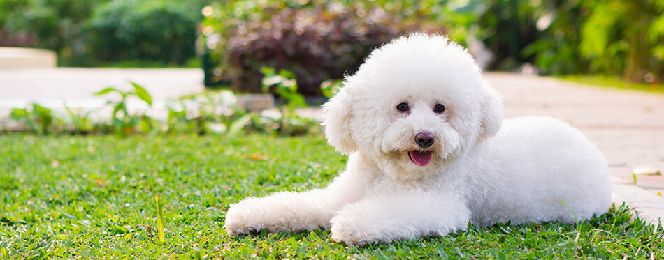 White Toy Poodle in the park