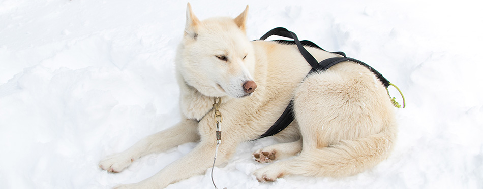 White dog in the snow with strings from the sled.