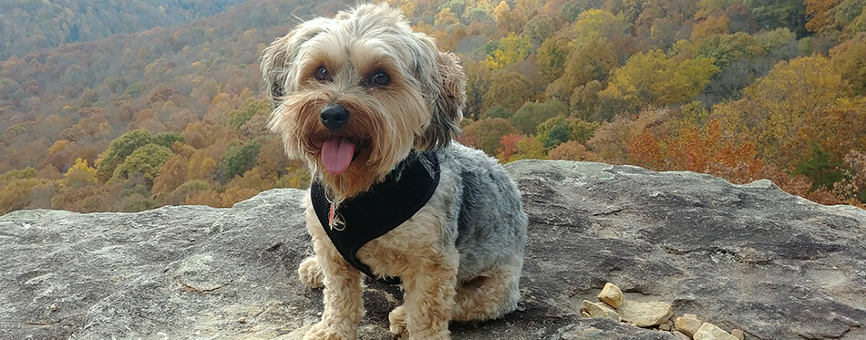 Yorkipoo hiking in Tennessee