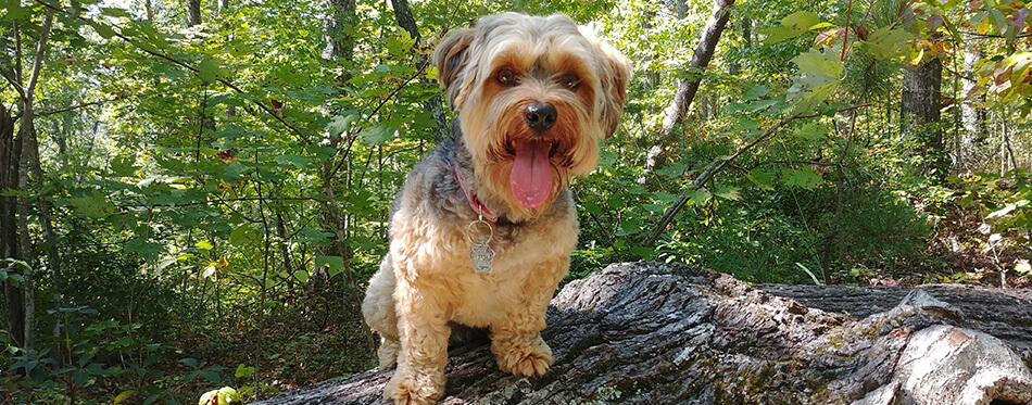 Yorkipoo on a Tree Log