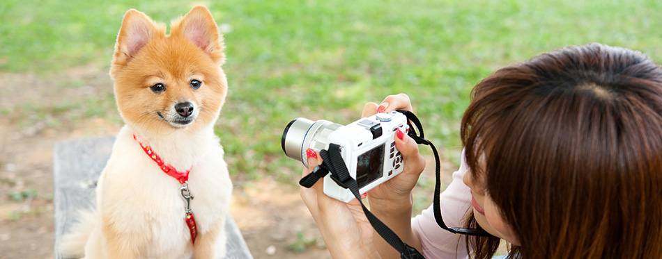 beautiful asian woman taking dog's photo in the park