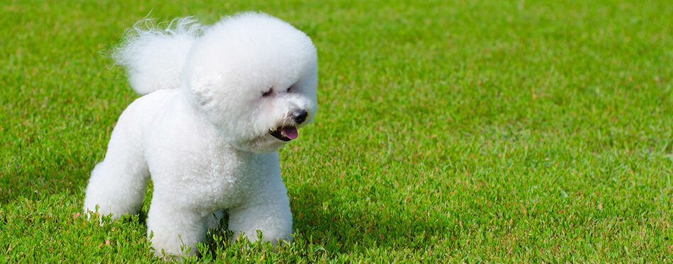 bichon frise on a green grass outdoors