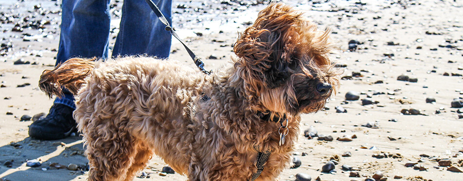 cairnoodle dog on a beach