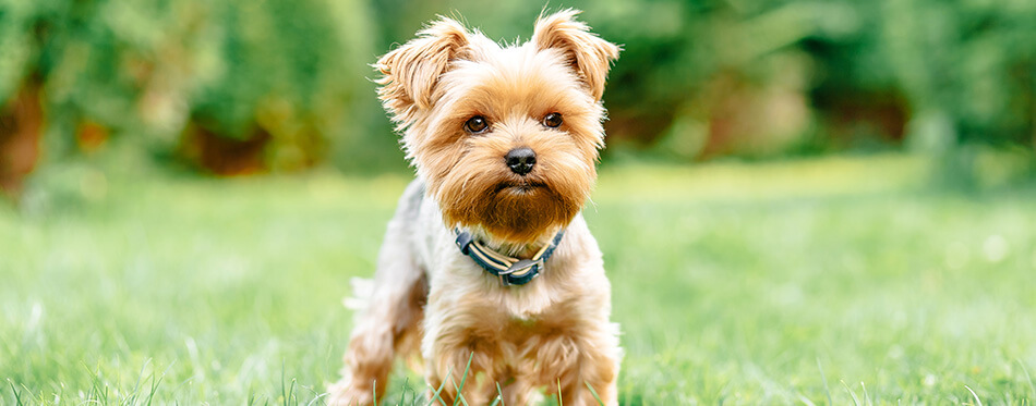 close up portrait of pretty sweet small little dog Yorkshire terrier in collar sitting outdoor dress on the spring sunny summer background