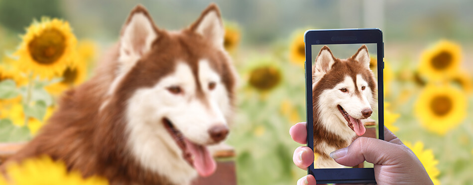 dog siberian husky love take photo in smart phone