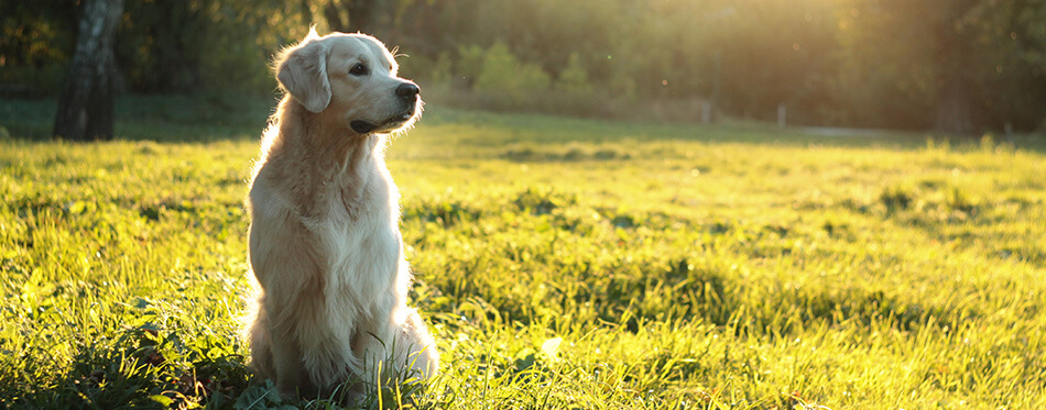 golden retriever in summer sunlight sunset on green grass