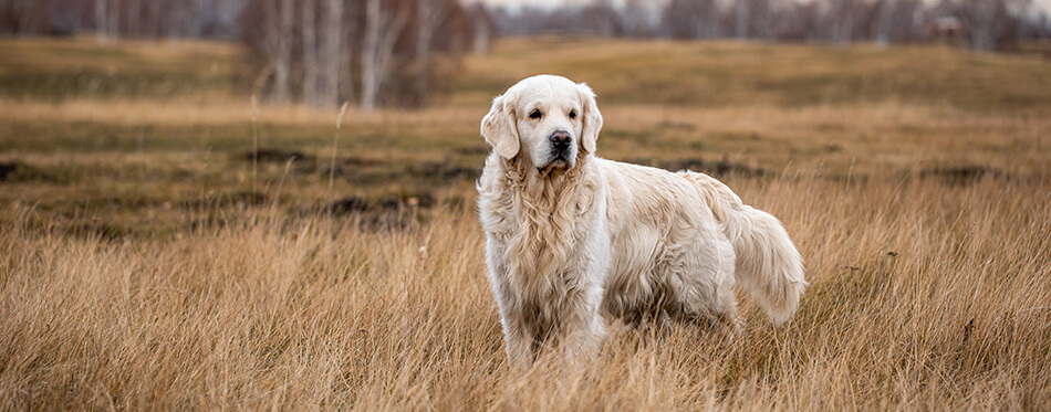 labrador in the autumn forest on a hunt walk