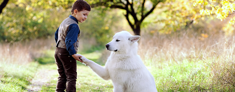 little boy with his nice white dog in park