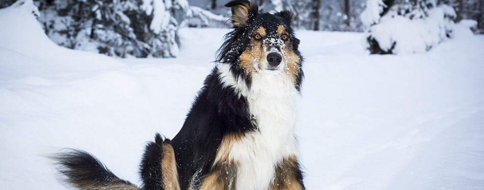 playful border collie husky crossbreed dog sits in snow in winter