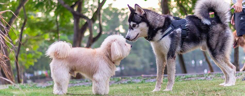 poodle terrier and Siberian Husky Puppy, dog playing the green park, relax pet, animal funny, Two puppy playing on green grass