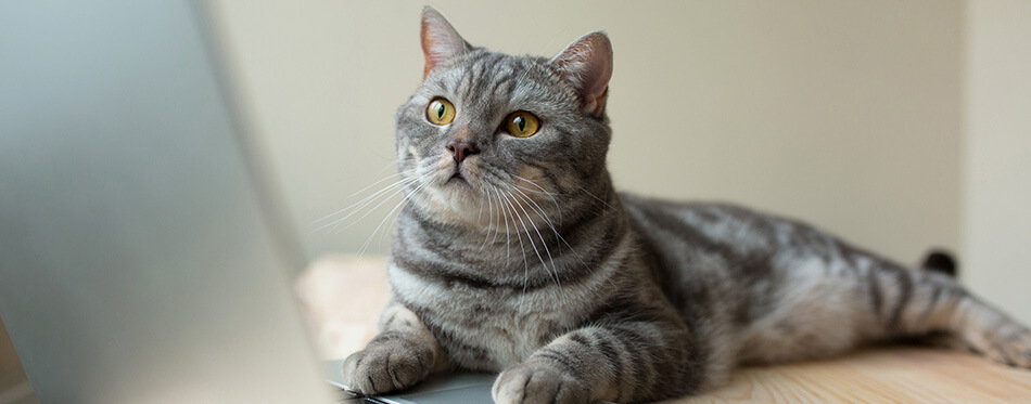 scottish straight gray cat working at the computer as a developer online