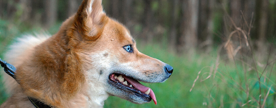 shiba inu husky mix