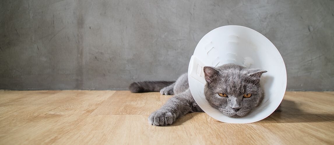 sick cat with funnel cone collar prevent him scratch his ear,british short hair cat