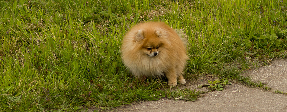 spitz dog pooping defecate on walk way in the park