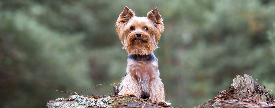yorkshire terrier dog posing outdoors in autumn