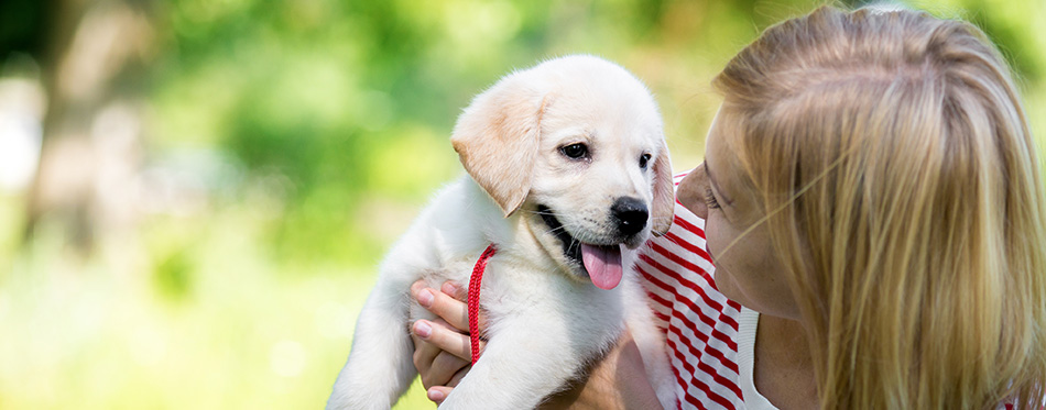 young beautiful woman with a white puppy labrador retrievers. 