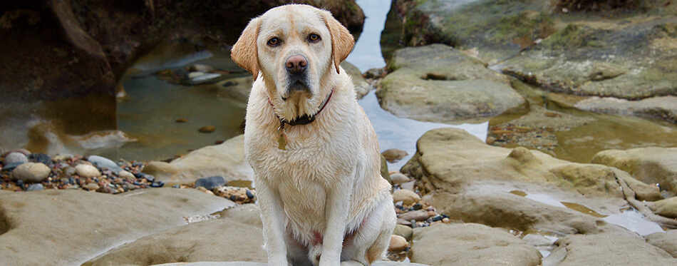 A handsome, english yellow labrador retriever, still damp, and tired after playing vigorously in the ocean, takes a rest, while striking adorable poses.