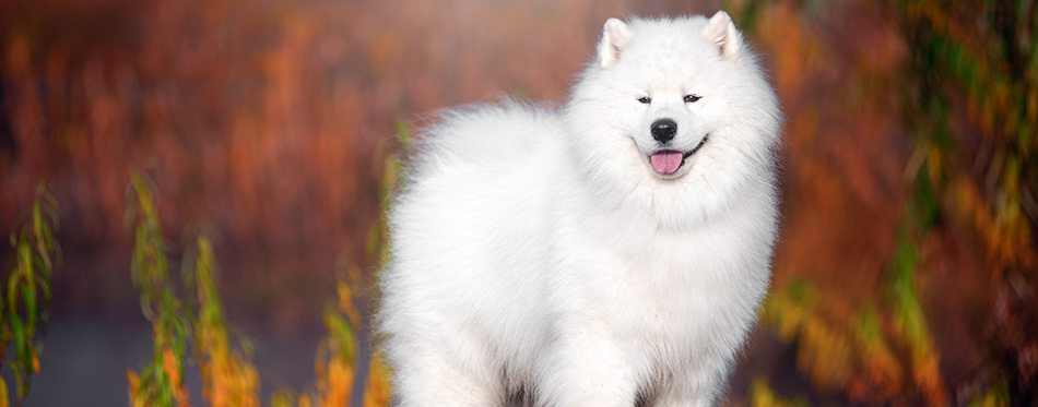 A large white Samoyed dog stands in a beautiful forest.