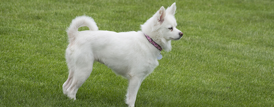 A miniature American Eskimo dog stands in profile on a field of grass.