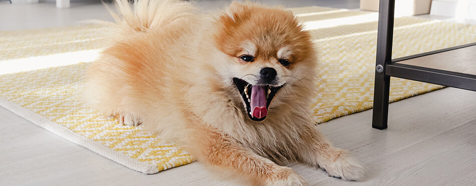 A pomeranian dog lying on the floor yawning with his mouth wide open in a modern interior room