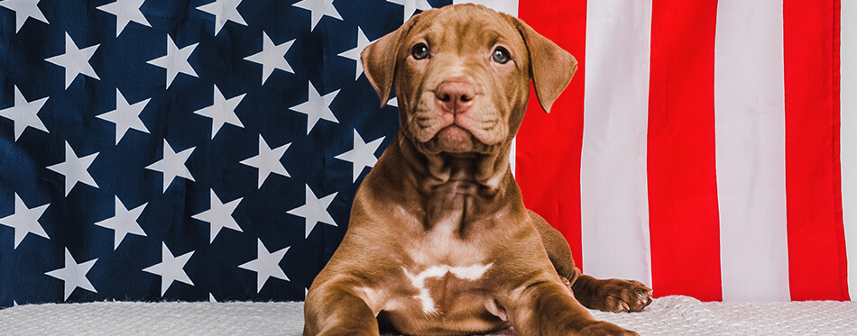 Adorable, charming puppy of chocolate color and American Flag.