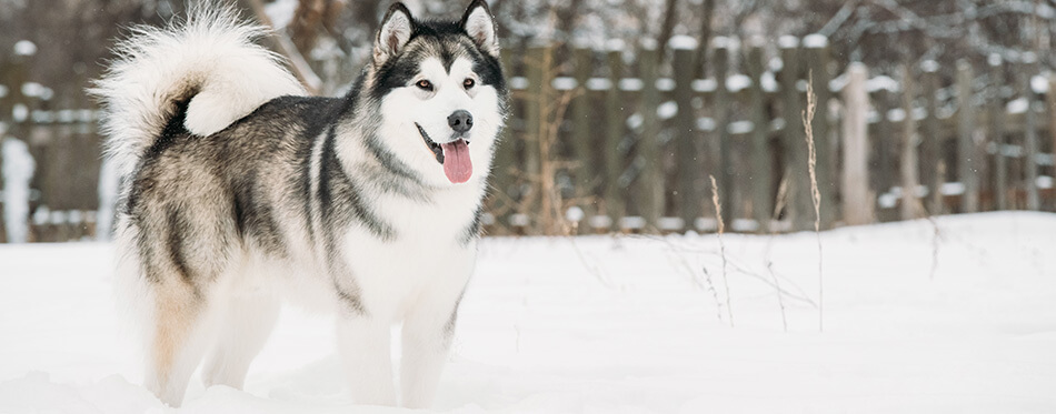 Alaskan Malamute Playing Outdoor In Snow, Winter Season.