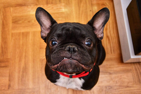 Amazing frenchbulldog ready to pose always