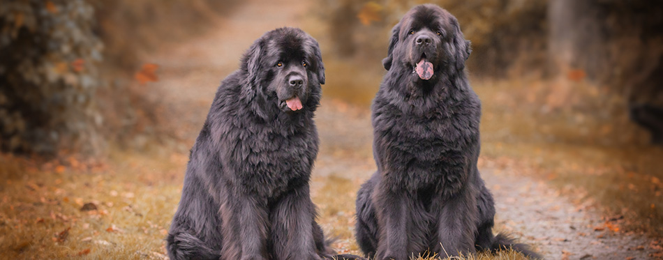 Amazing newfoundland dogs in autumn