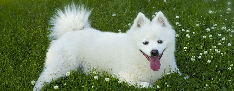 American Eskimo Dog