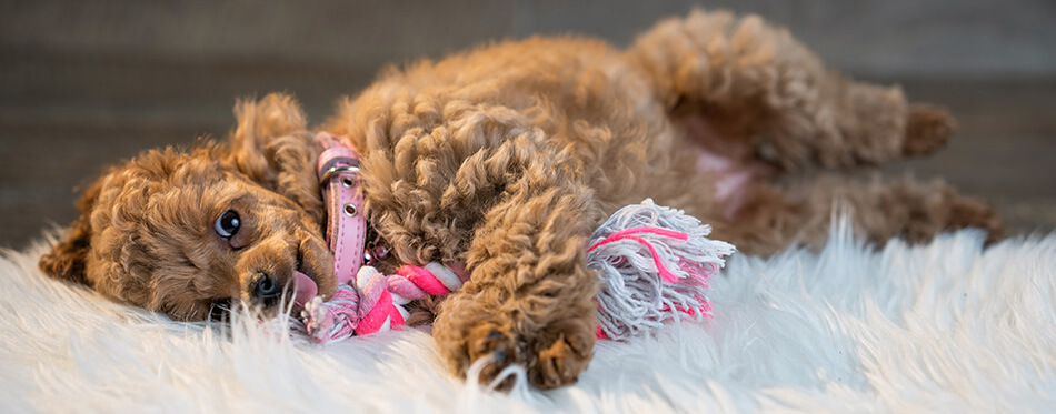 Apricot toy poodle puppy chewing a toy